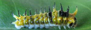 Larvae